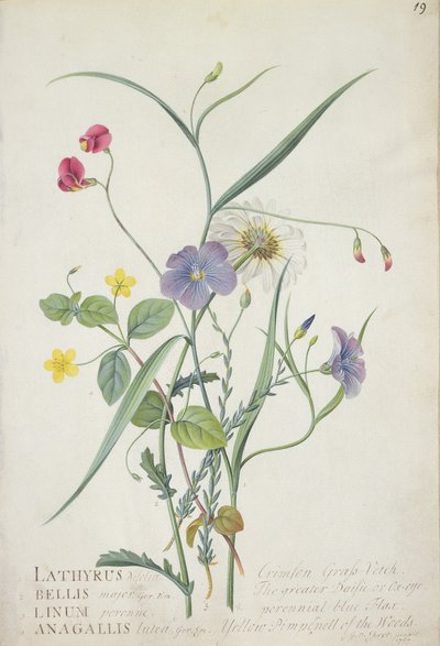 Lathyrus nissolia, Chrysanthemum leucanthemum, Linum perenne, Lysimackia nemorum, 1767 von Georg Dionysius Ehret